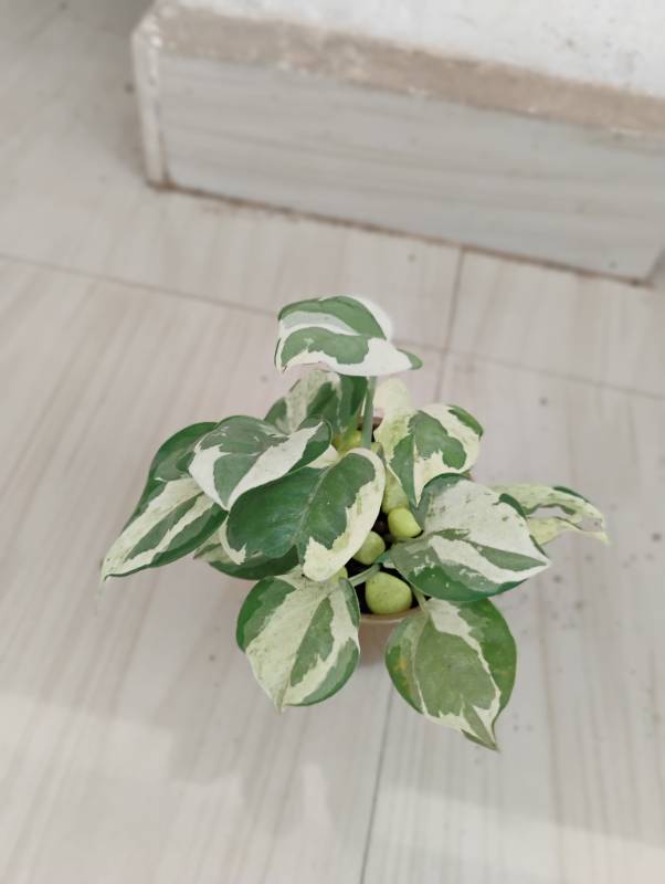 N'Joy Pothos with pot