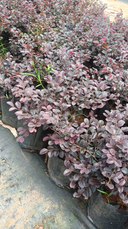 Lorapetalam Plant with pot