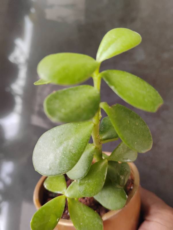 Jade plant