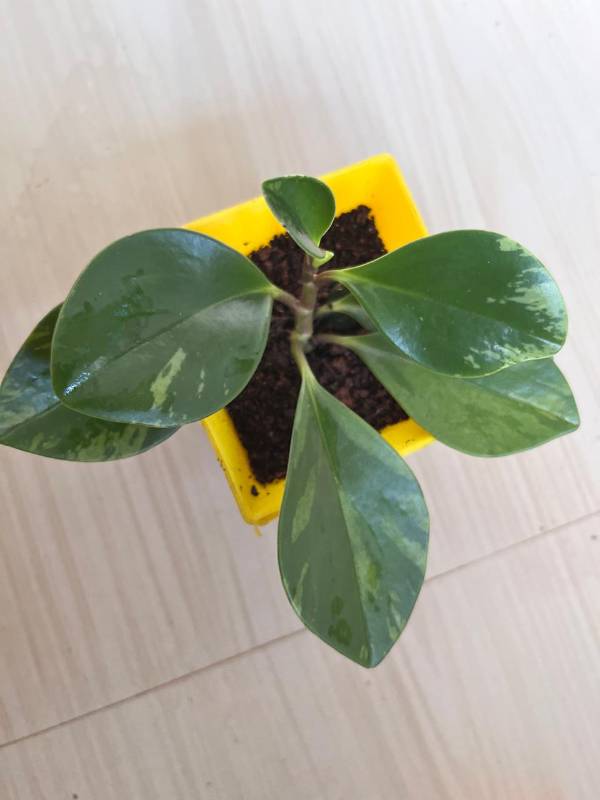 Variegated Peperomia