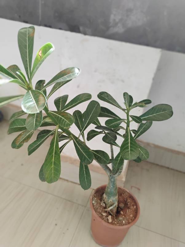 Adenium Plant