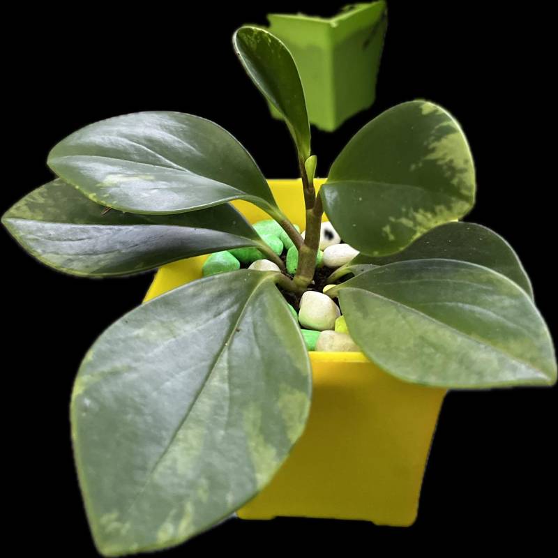 Variegated Peperomia Plant with pot