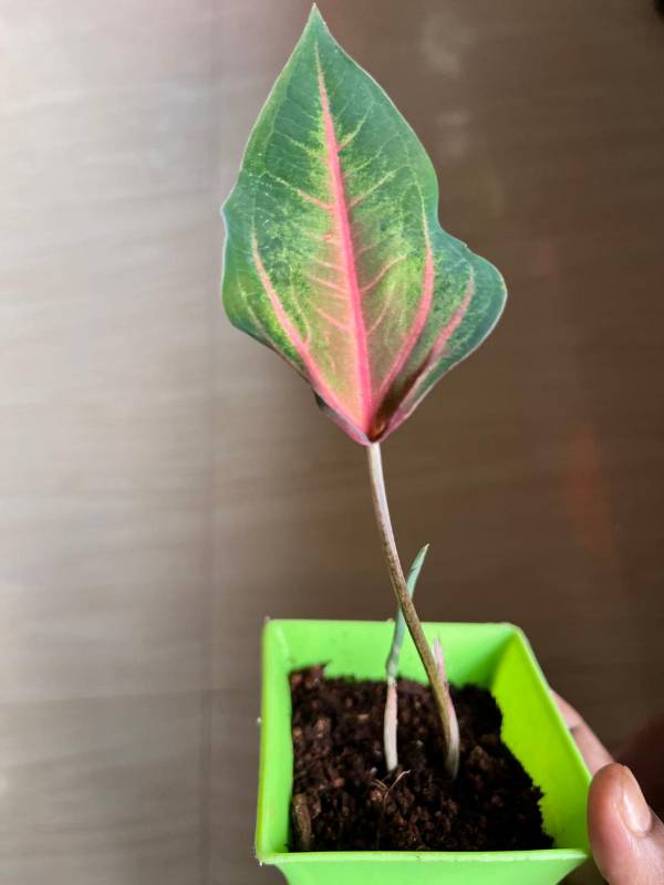 Kaladium bicolour (Red Vein)