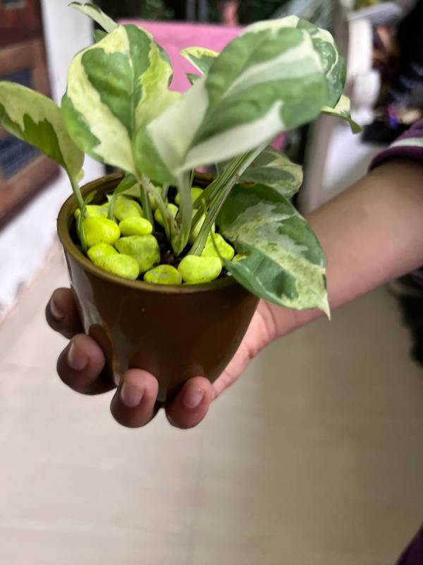 N'Joy Pothos with pot