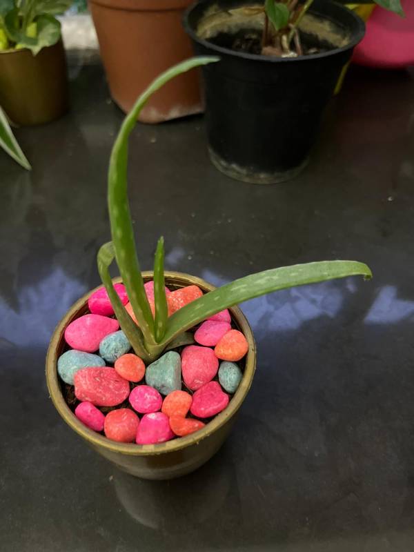 Alovera Plant with pot