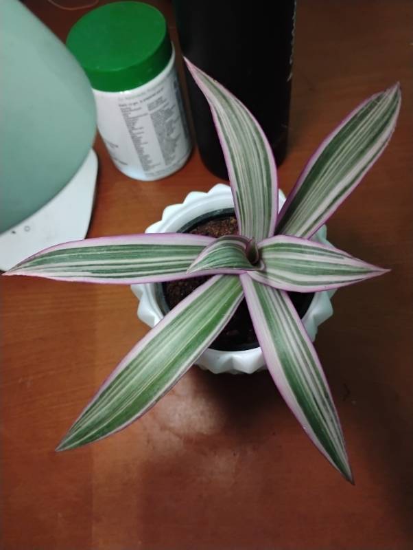 Rheo Tricolour in Designer Pot