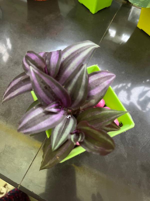 Wandering jew Plant with pot