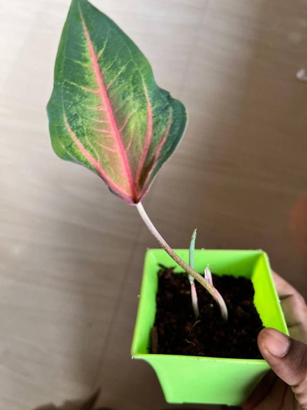 Kaladium bicolour (Red Vein)