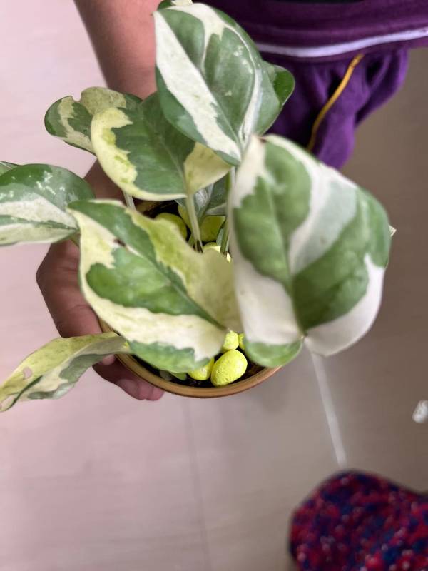 N'Joy Pothos with pot