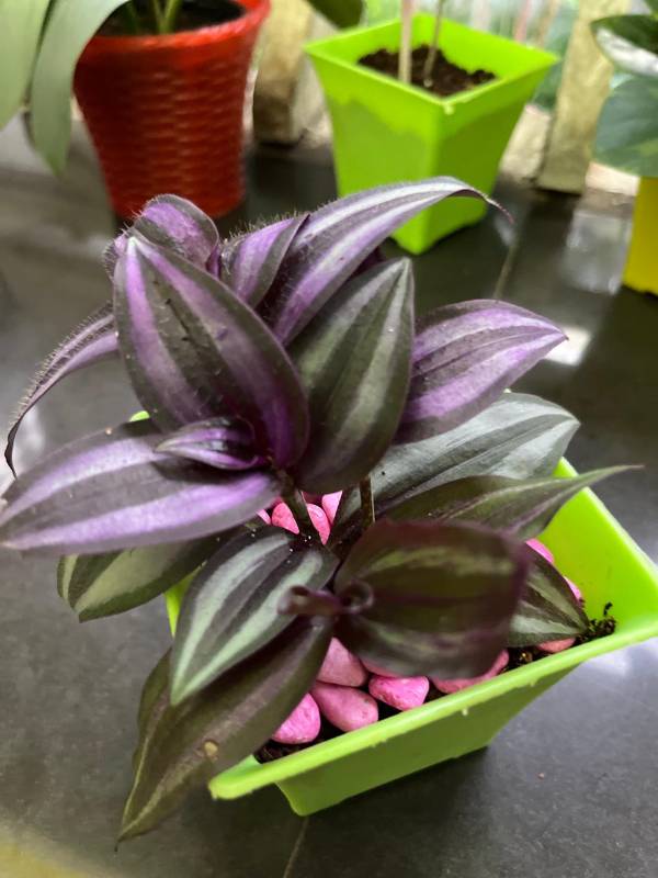 Wandering jew Plant with pot