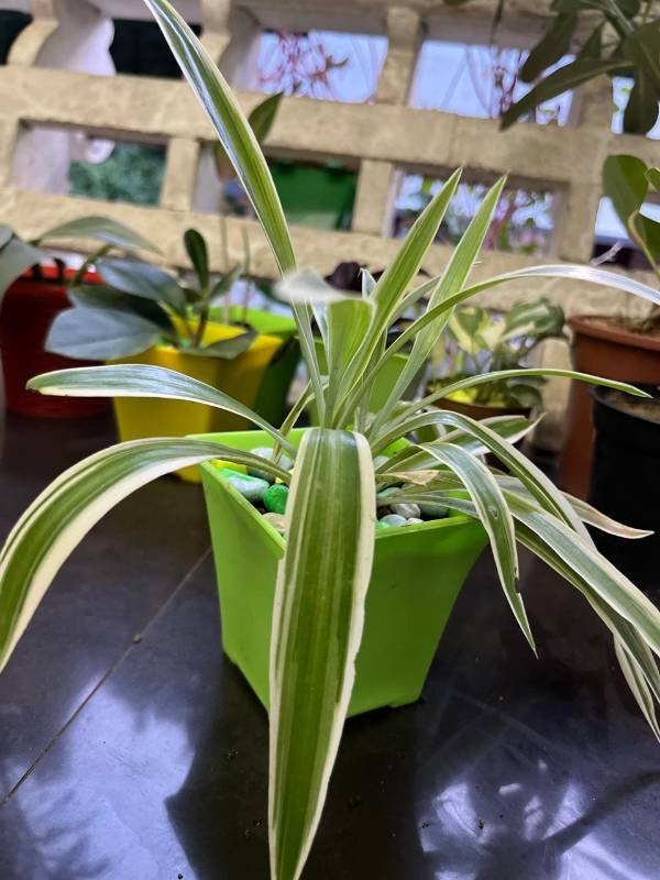 Exotic Spider Plant with pot