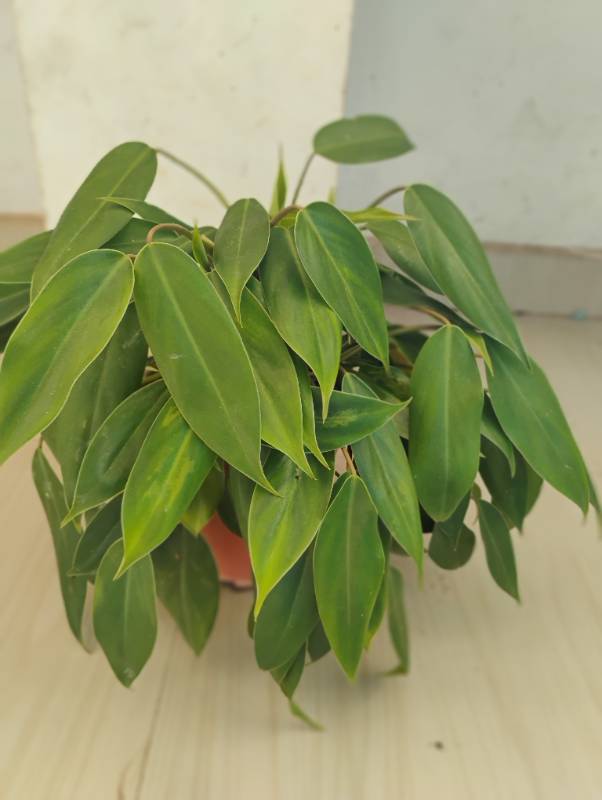 Philodendron Green