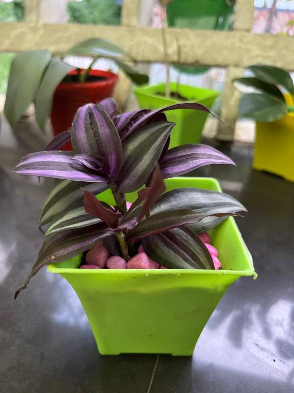 Wandering jew Plant with pot