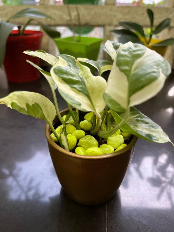 N'Joy Pothos with pot