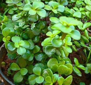 Jade plant