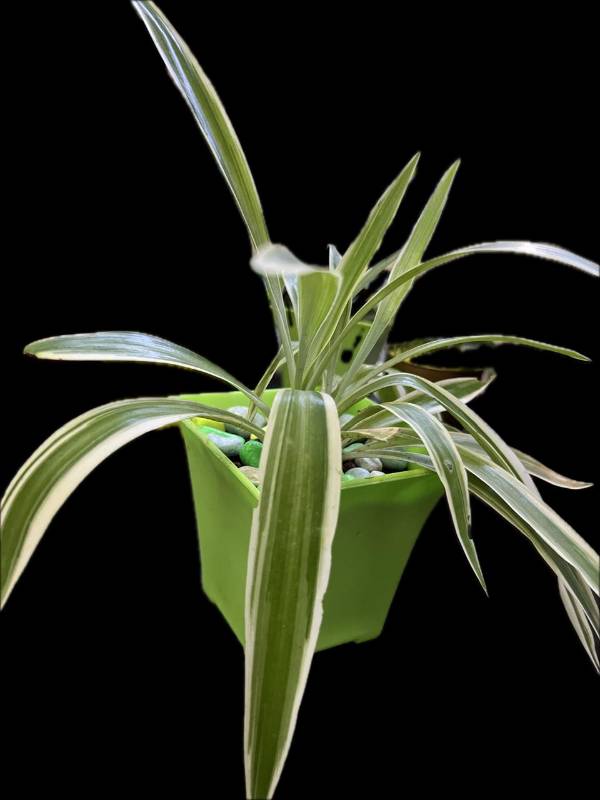 Exotic Spider Plant with pot