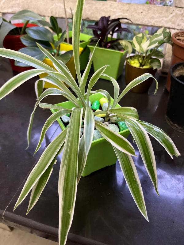 Exotic Spider Plant with pot