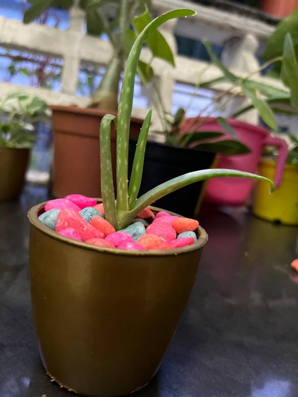 Alovera Plant with pot