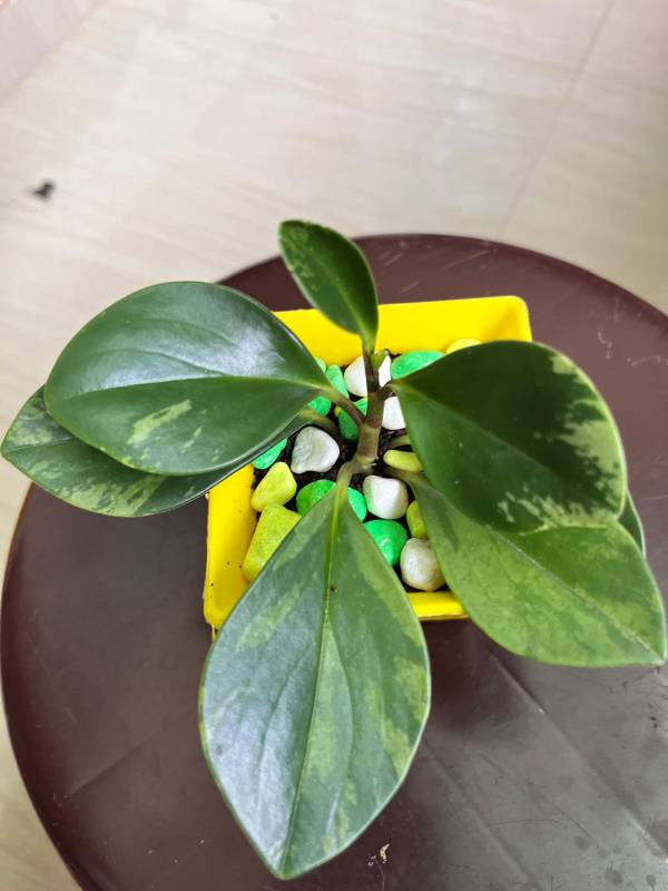 Variegated Peperomia Plant with pot