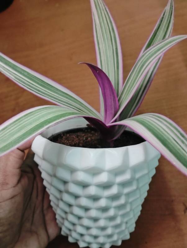 Rheo Tricolour in Designer Pot
