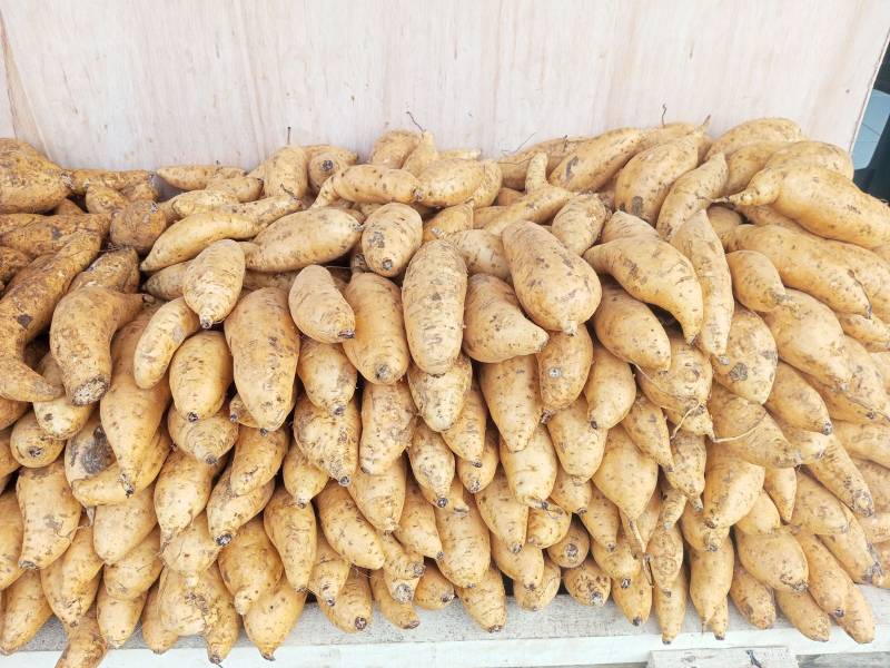 Ubi Cilembu Mentah