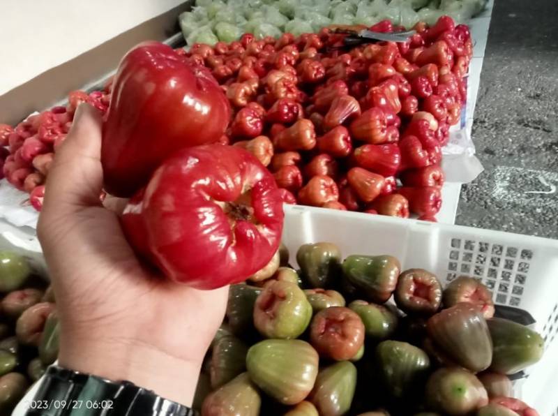 Jambu Aer