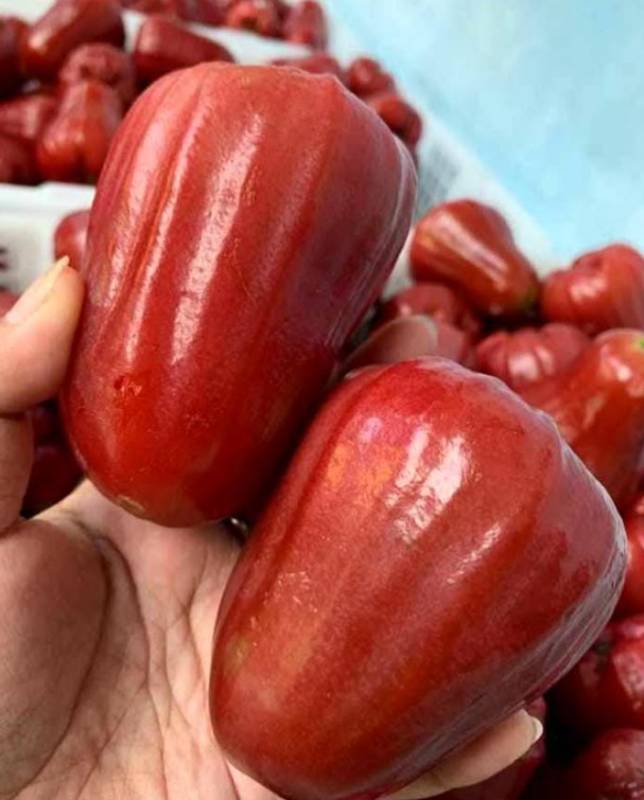 Jambu Aer