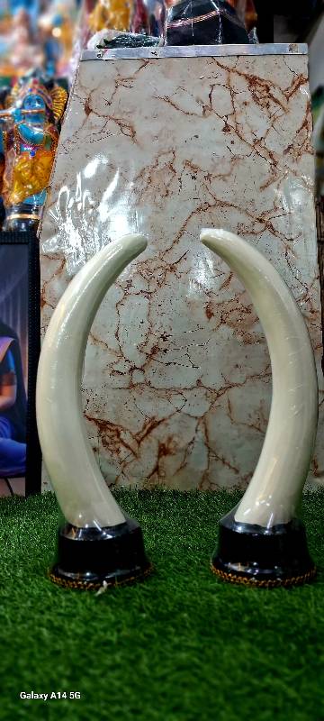 Elephant Tusk 15 Inch