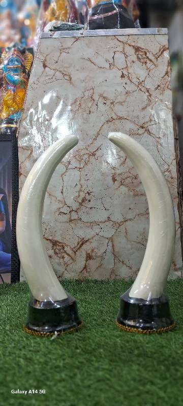 Elephant Tusk 15 Inch