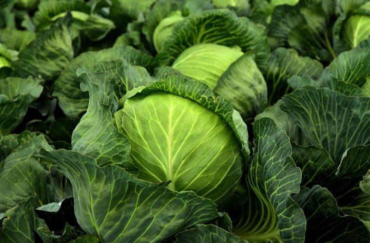 Cabbage(Patta Gobhi)