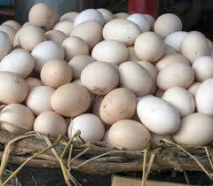 Deshi murga Egg