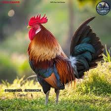Deshi Murga