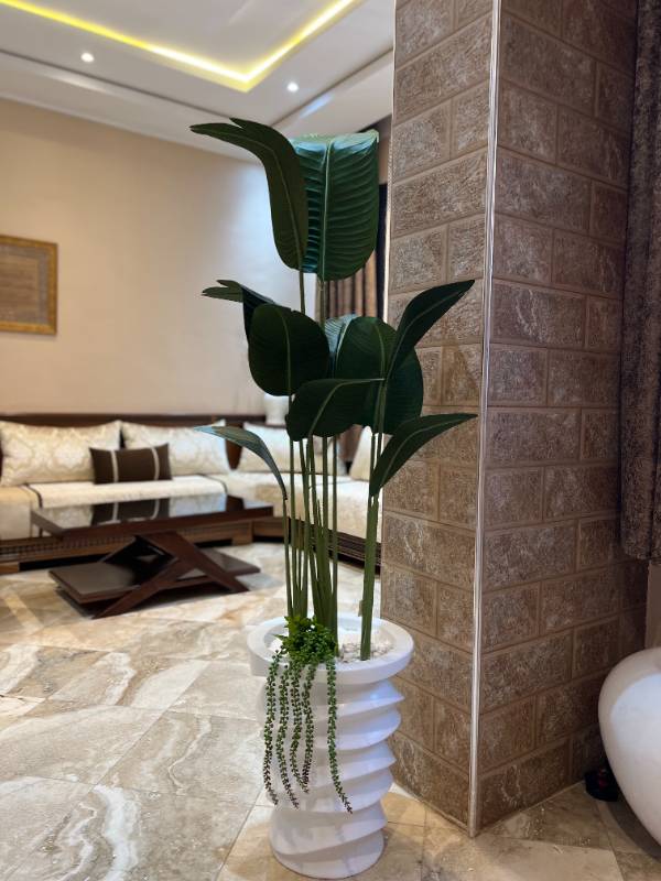 Petit Vague Bananier+