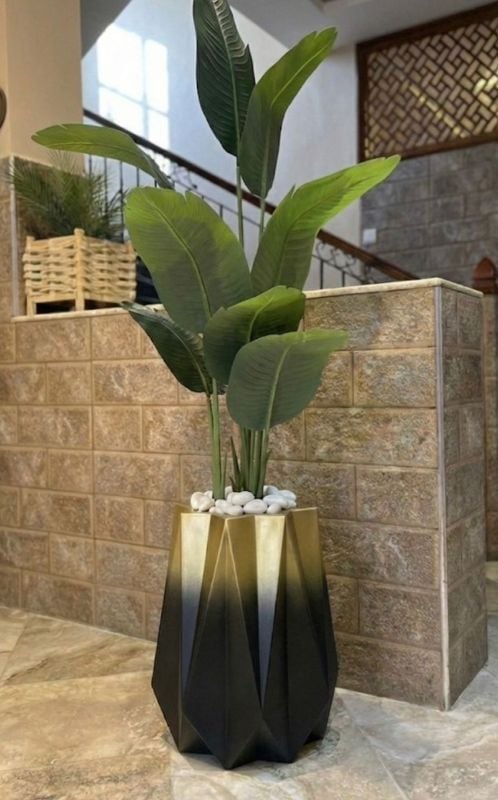 Nedjma banannier noir dore