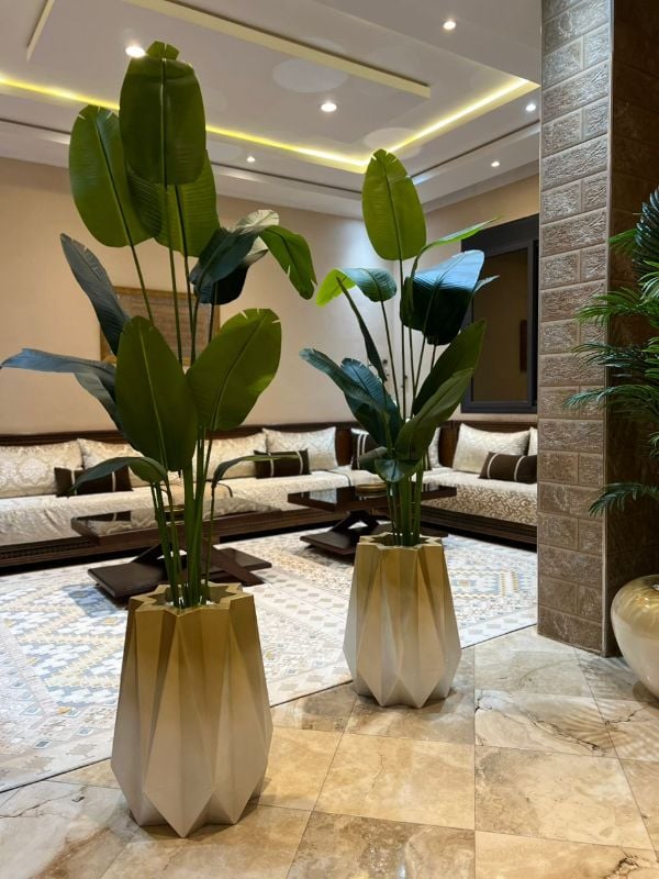 nedjma dore bananier