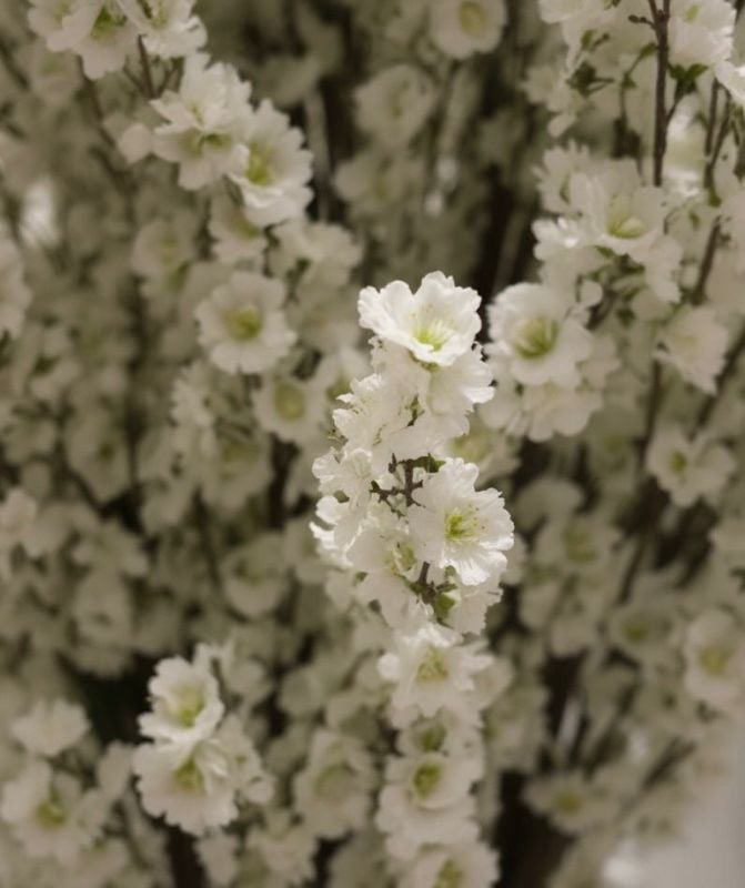 Grande Boule Amandier xl