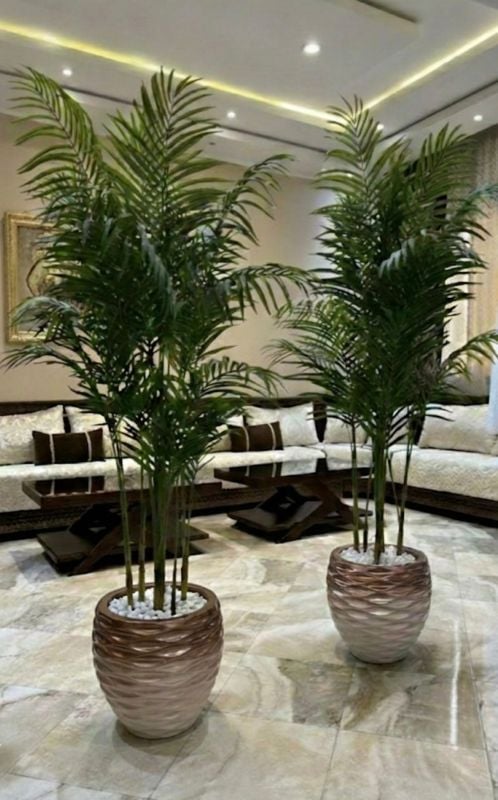 Golf palmier maron bronze