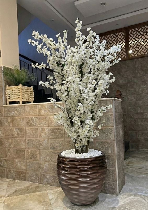 golf marron amandier