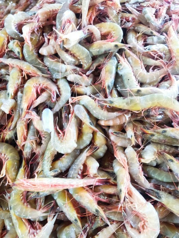 Udang Swallow sedang-besar