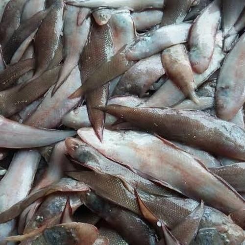 Ikan Lidah