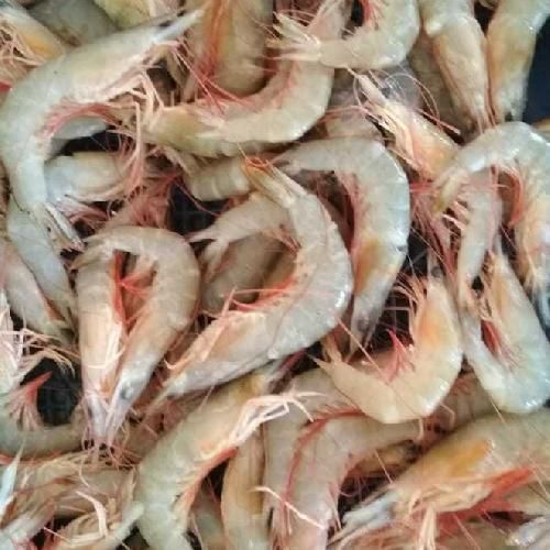 Udang Swallow sedang-besar
