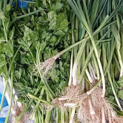 Daun sop dan Bawang Pre