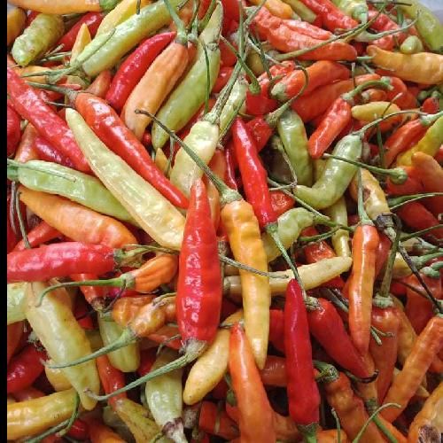 Cabe Caplak