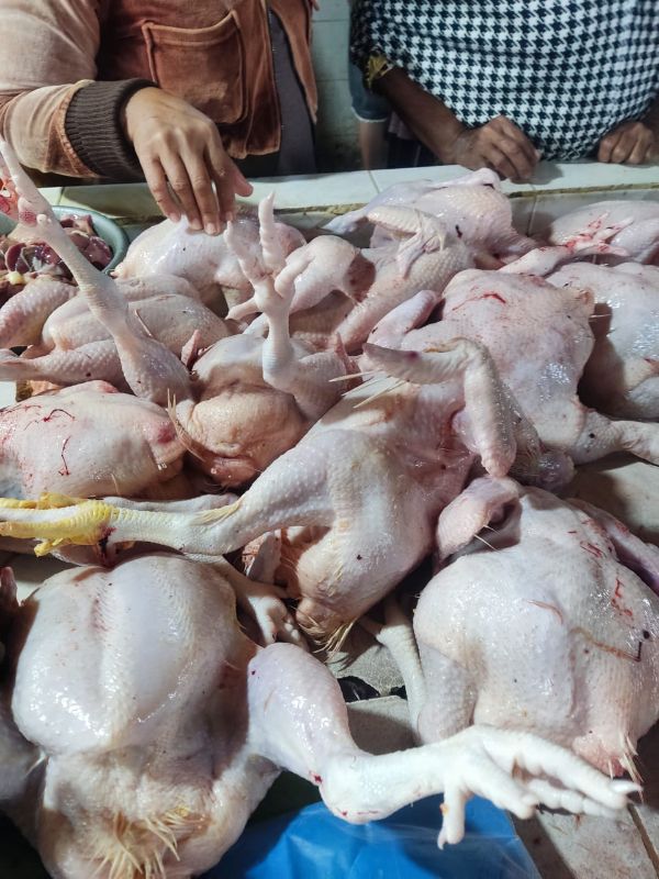 Ayam potong bersih