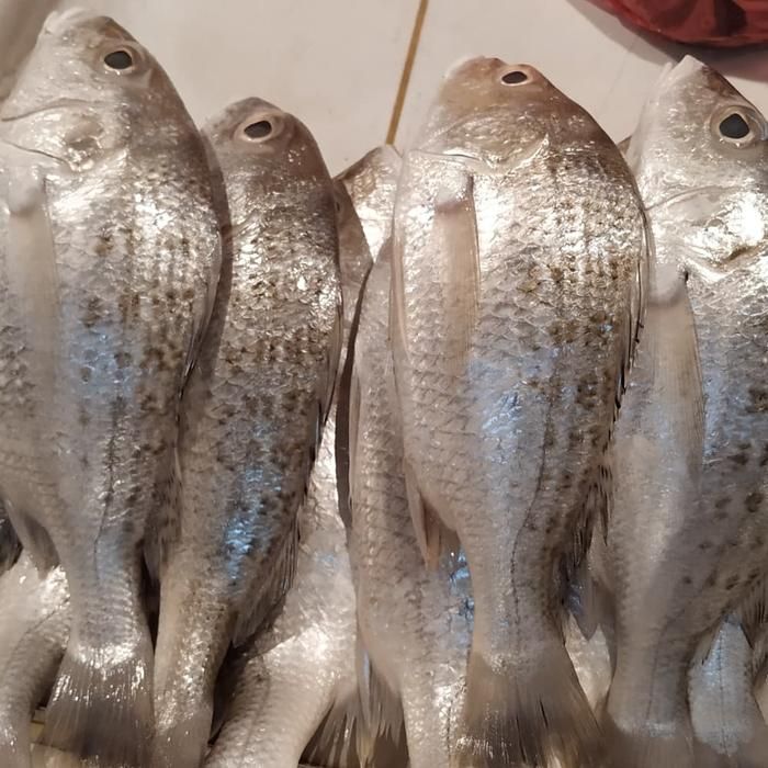 Kakap Putih/Pekco