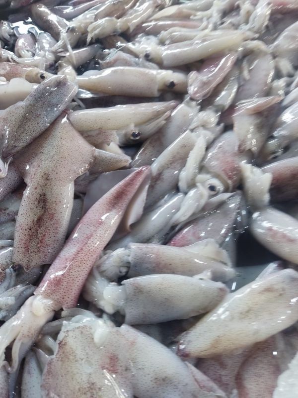 Cumi - cumi Sedang