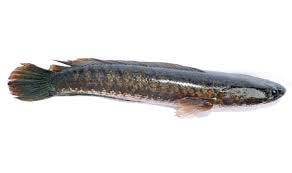 Ikan Gabus