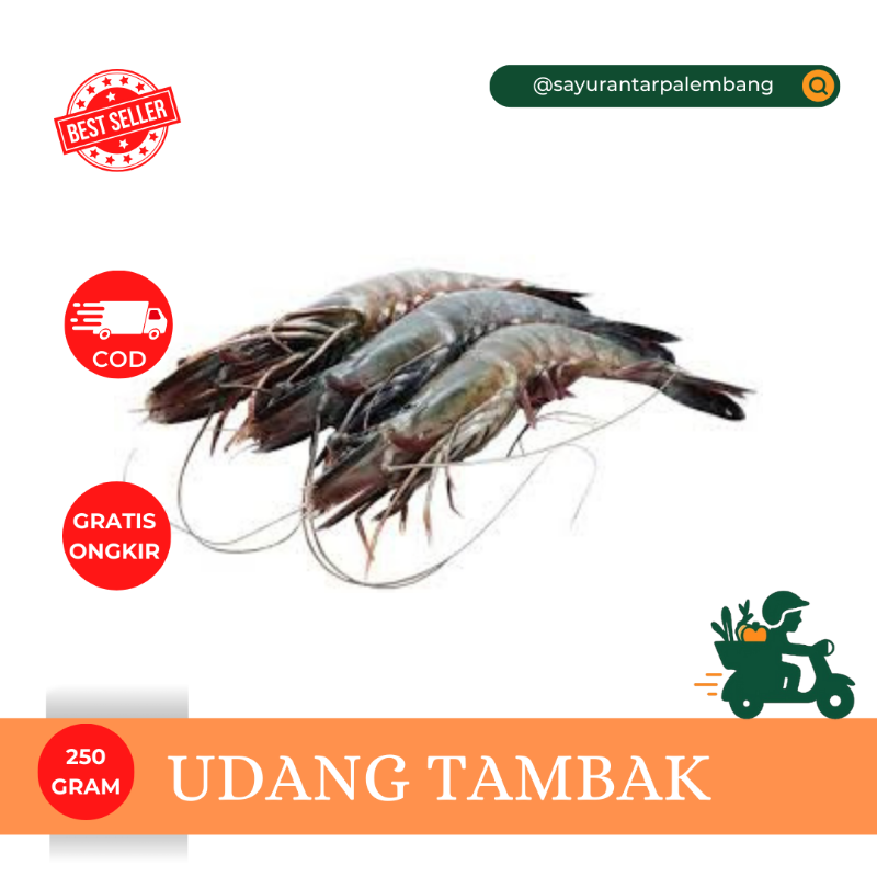Udang Tambak