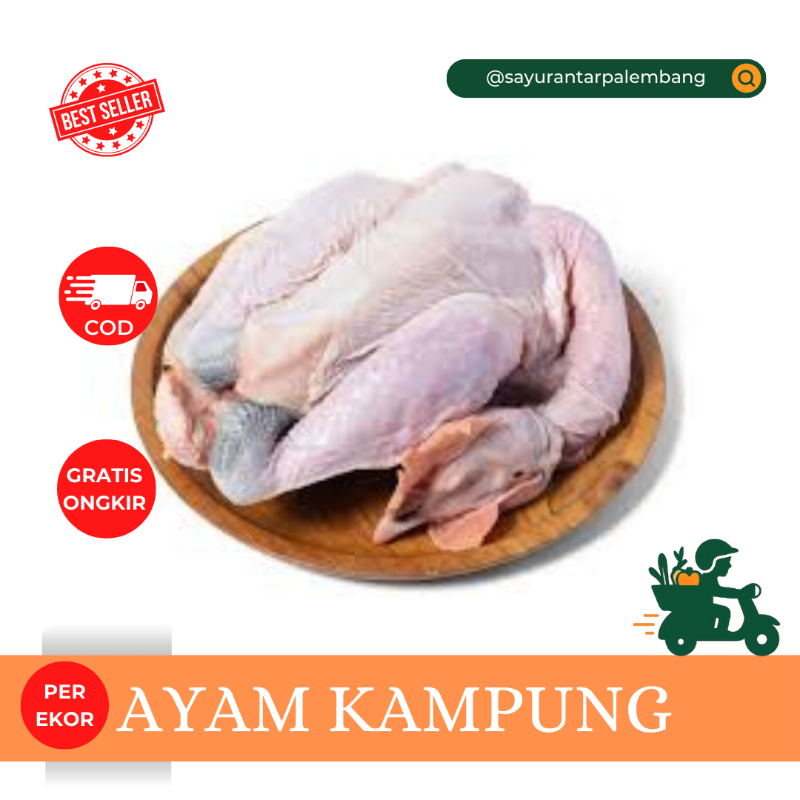 Ayam Kampung