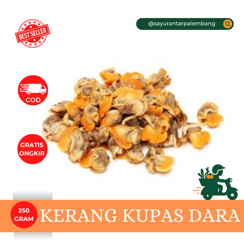 Kerang Kupas Dara